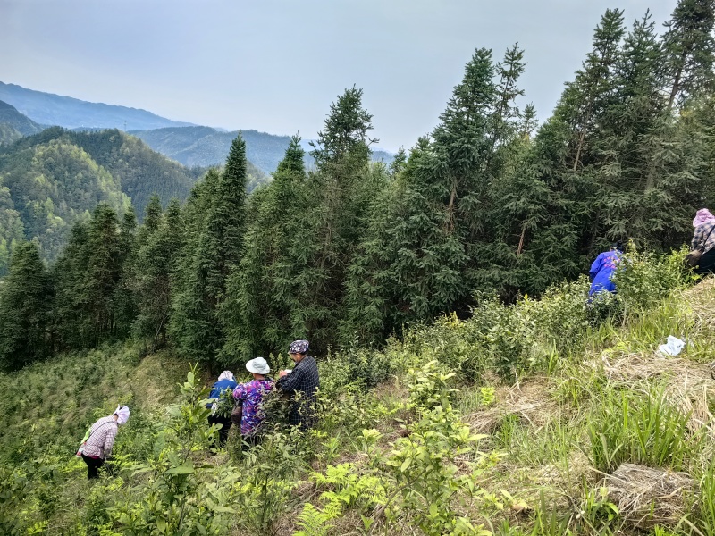 原生态天然野生茶园人工除草茶园
