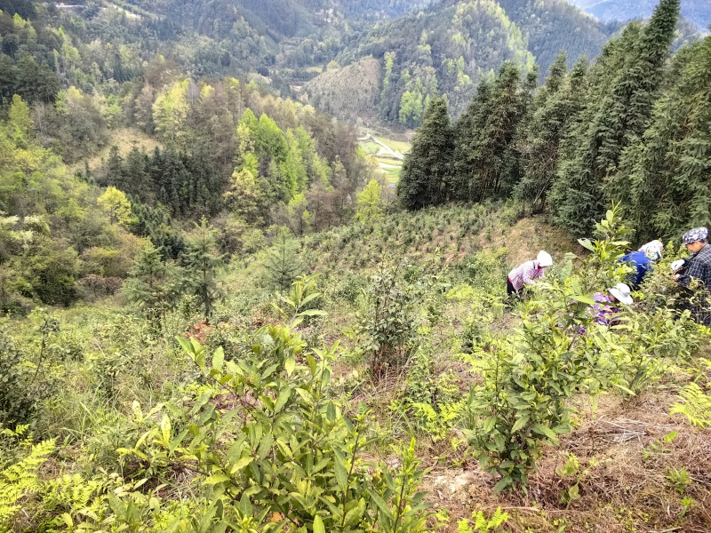 原生态天然野生茶园人工除草茶园