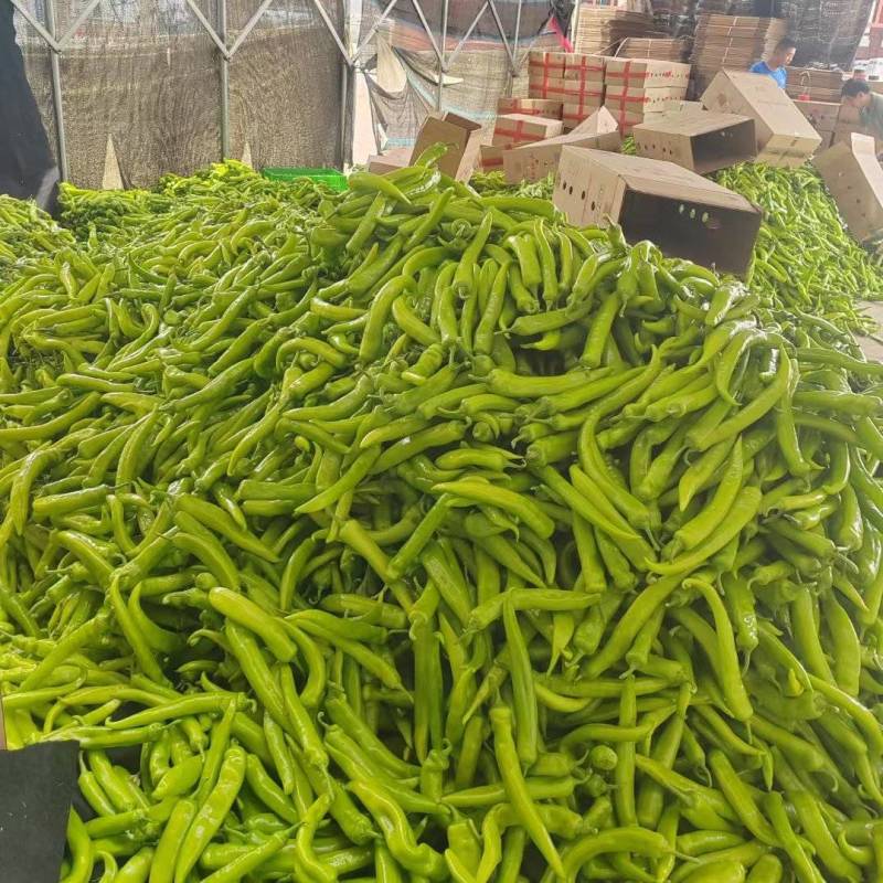山东主产地黄皮尖椒，辣椒大量供应电商市场多种蔬菜代发全国