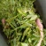 日照绿茶
