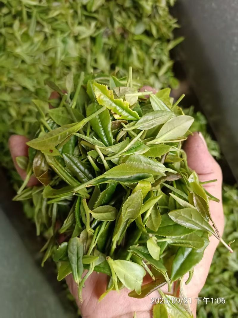 日照绿茶