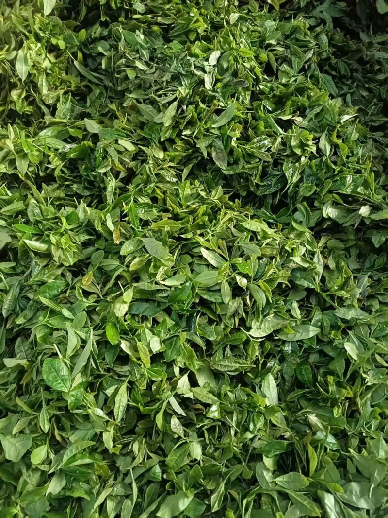 日照绿茶