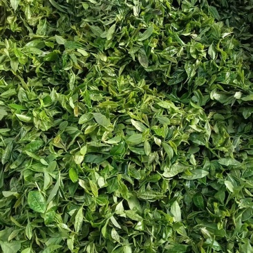 日照绿茶