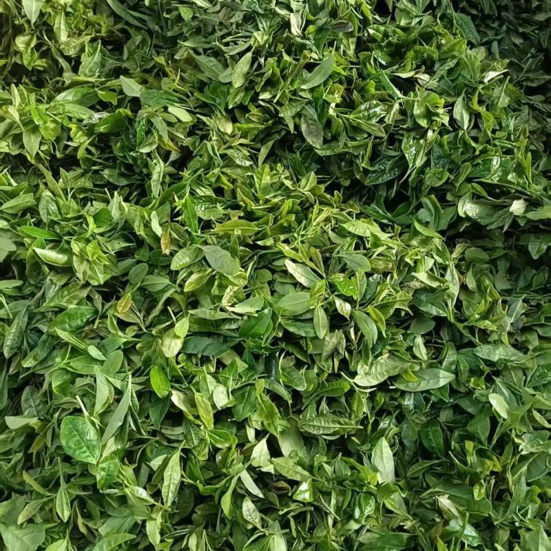 日照绿茶