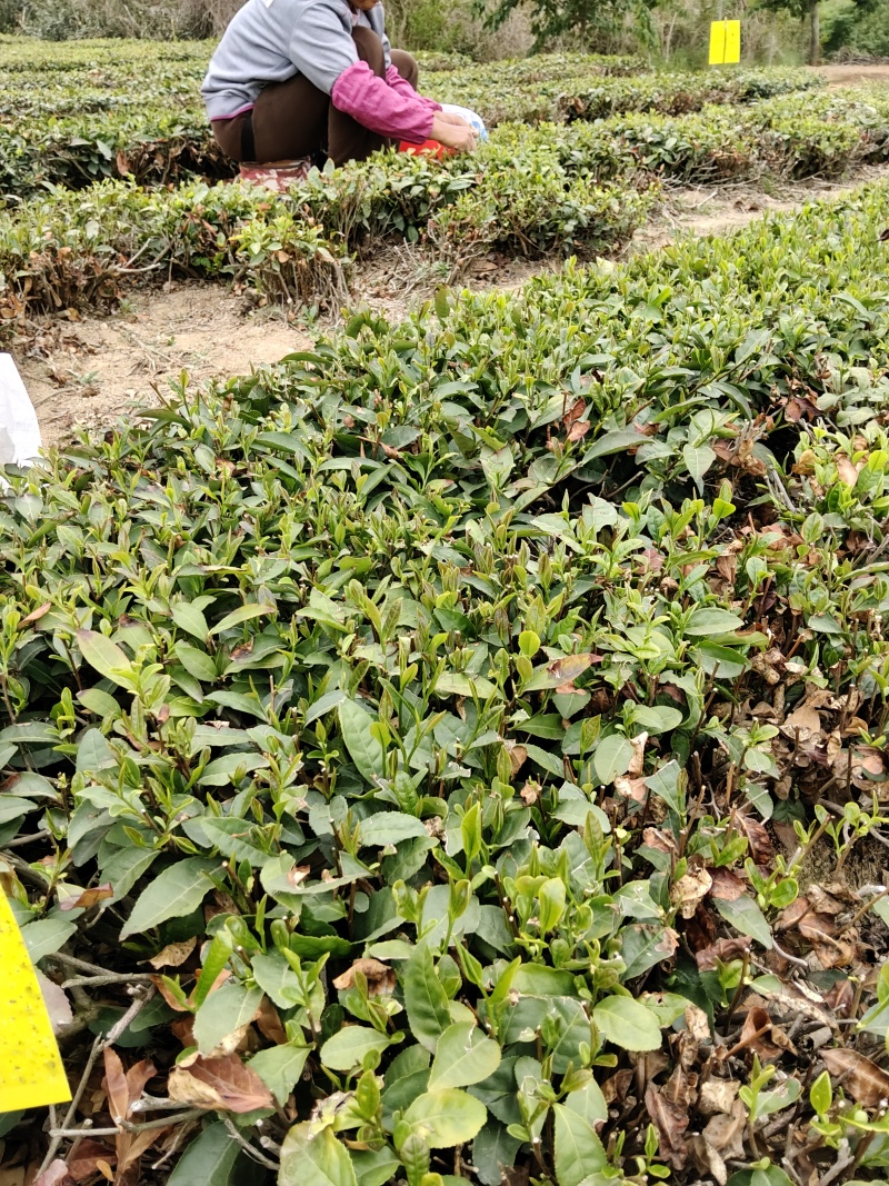 日照绿茶