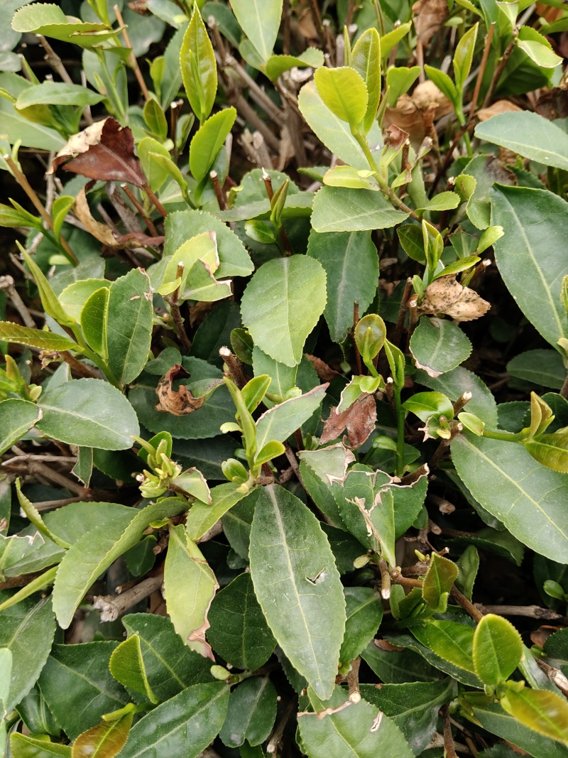 日照绿茶