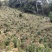 原生态天然野生茶园人工除草茶园