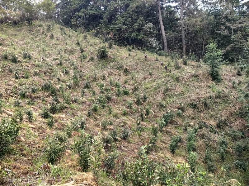 原生态天然野生茶园人工除草茶园