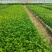 120双色盆优质重瓣茉莉，基地直发。