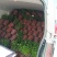 120双色盆优质重瓣茉莉，基地直发。