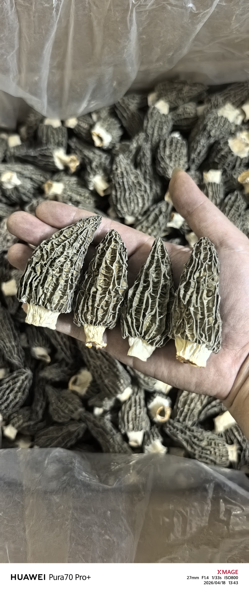 羊肚菌