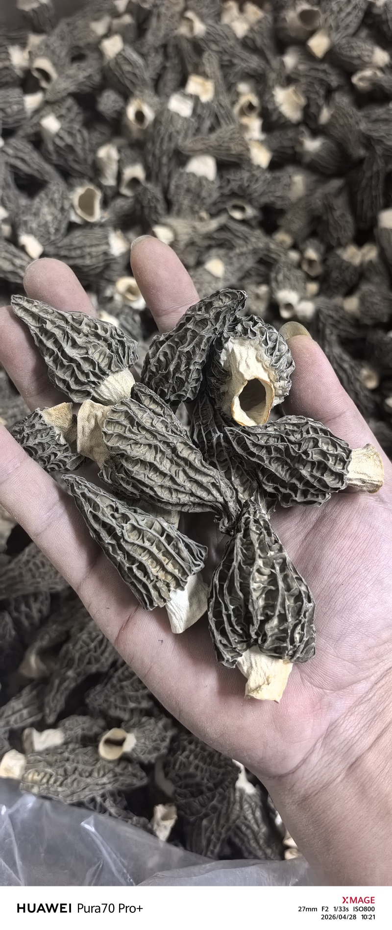 羊肚菌
