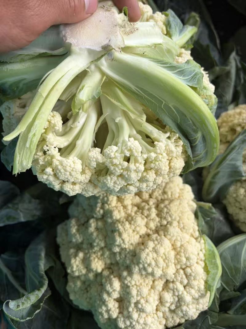 【松花菜】山东菜花/有机花菜/白面青梗松花菜/质量三包