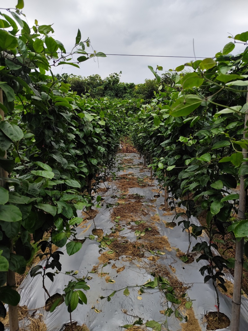 湛江百香果钦蜜9号精品果专业团队对接市场渠道代办