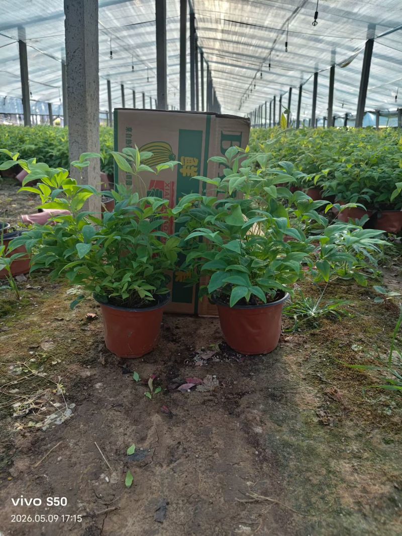 100万120盆火焰南天竹基地直发，质优价廉，绿化