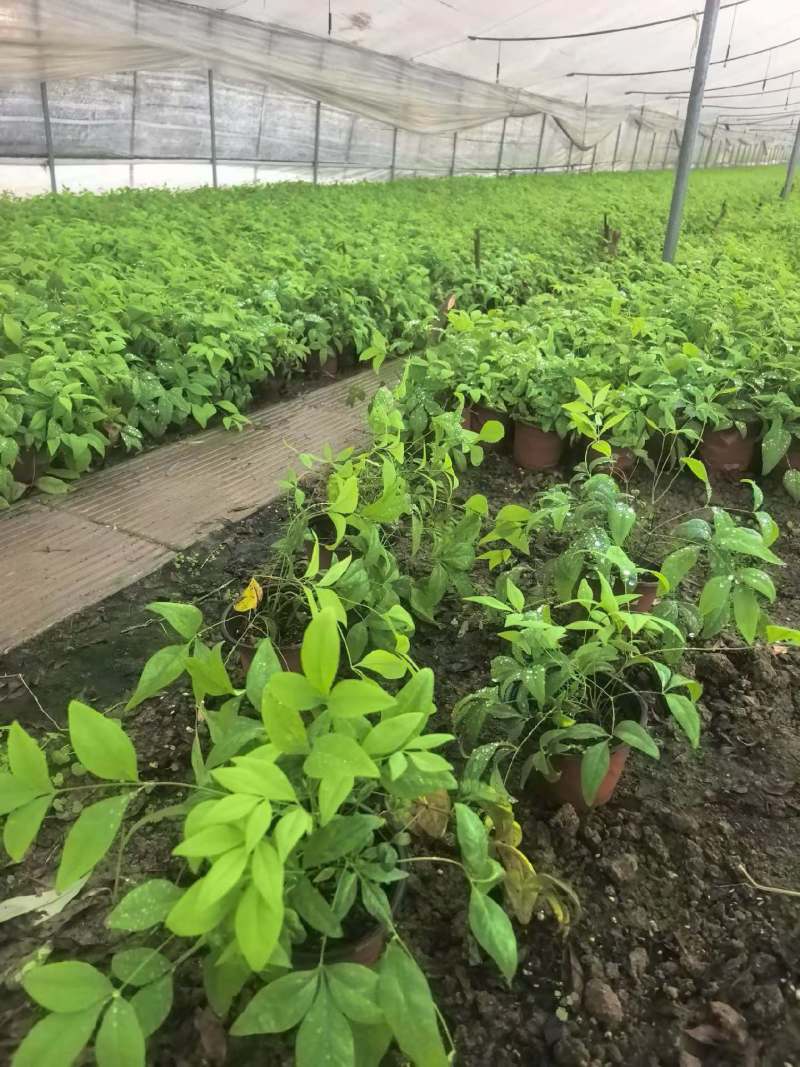 100万120盆火焰南天竹基地直发，质优价廉，绿化