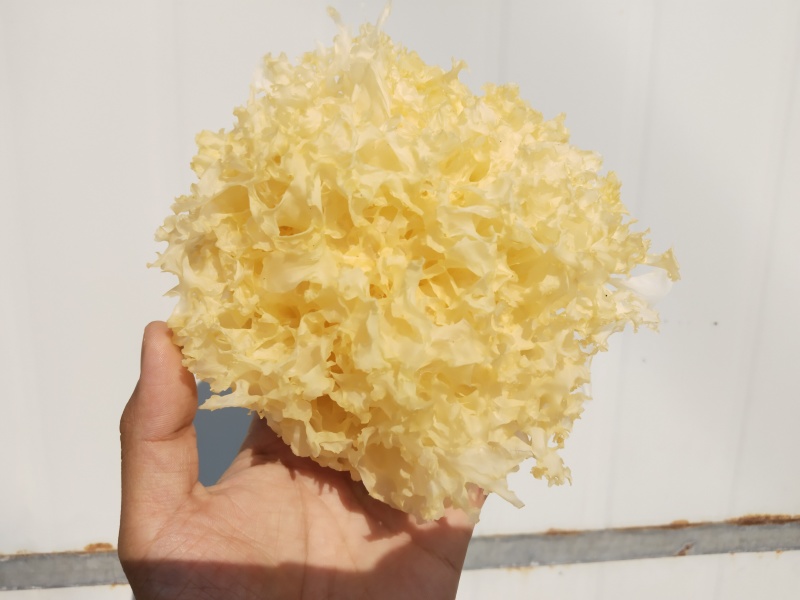山东雪花银耳常年供应，品相完整如图，出胶率高无熏出口品质
