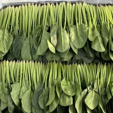 内蒙大叶菠菜价格优惠质量好走货快欢迎询价热卖全国