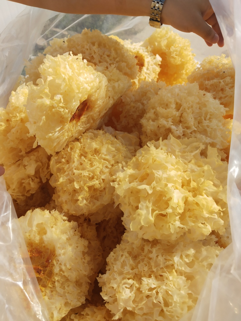 山东雪花银耳常年供应，品相完整如图，出胶率高无熏出口品质