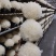 山东雪花银耳常年供应，品相完整如图，出胶率高无熏出口品质