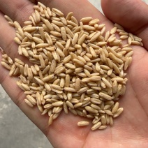 澳洲燕麦米
