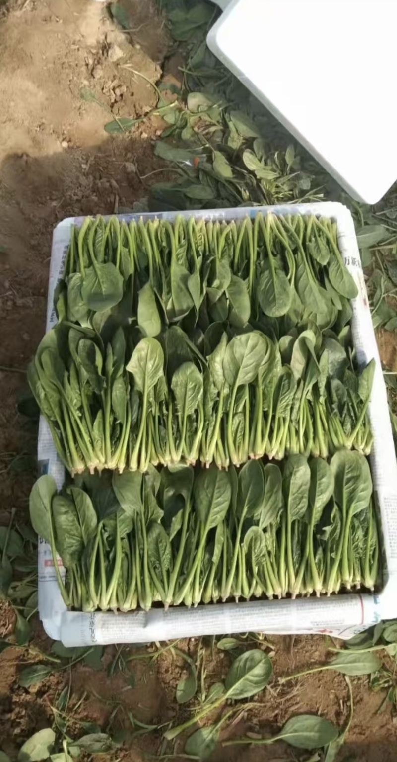 内蒙大叶菠菜价格美丽对接全国质量好走货快欢迎询价热卖