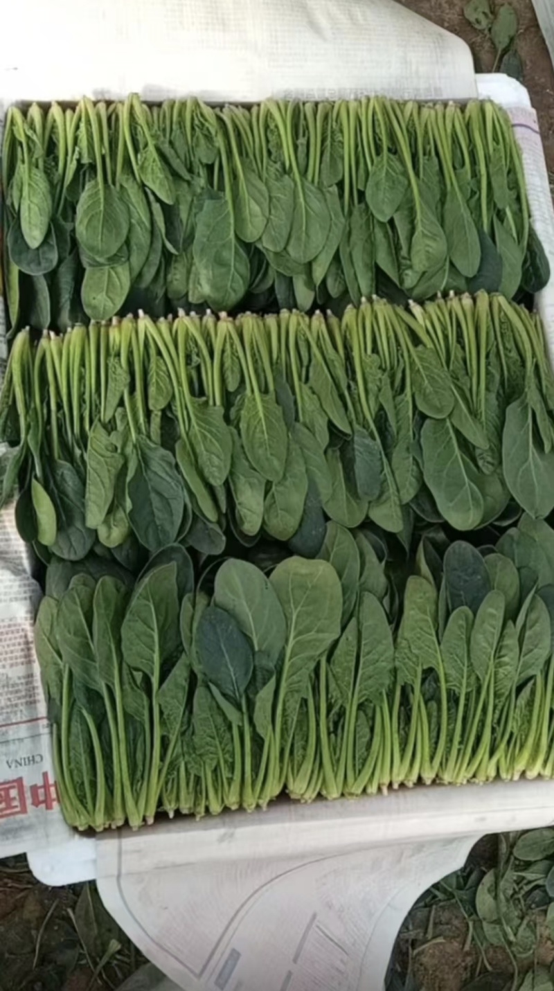 内蒙大叶菠菜价格美丽对接全国质量好走货快欢迎询价热卖