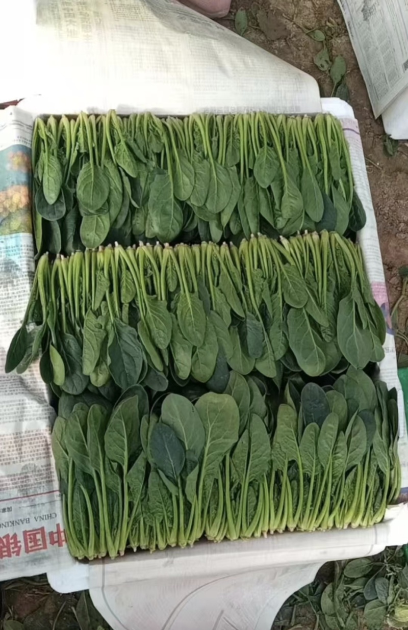 内蒙大叶菠菜价格美丽对接全国质量好走货快欢迎询价热卖
