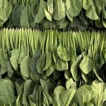 内蒙大叶菠菜价格美丽对接全国质量好走货快欢迎询价热卖