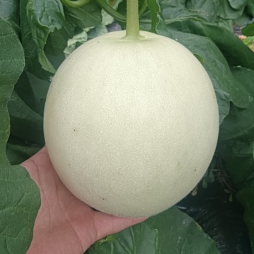 玉菇甜瓜大量上市