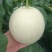 玉菇甜瓜大量上市