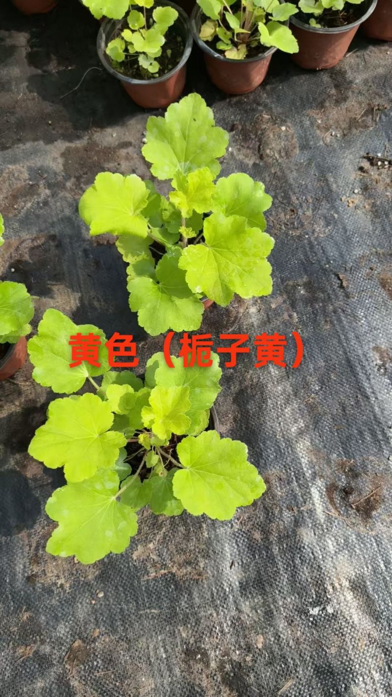 100万优质矾根清棚处理，矾根基地直发