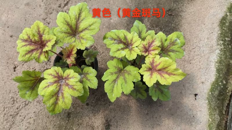 100万优质矾根清棚处理，矾根基地直发