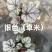 100万优质矾根清棚处理，矾根基地直发