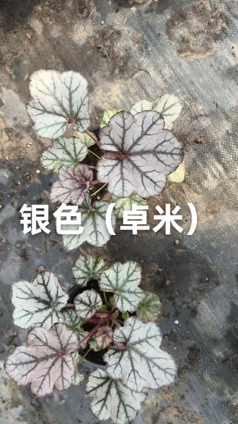 100万优质矾根清棚处理，矾根基地直发