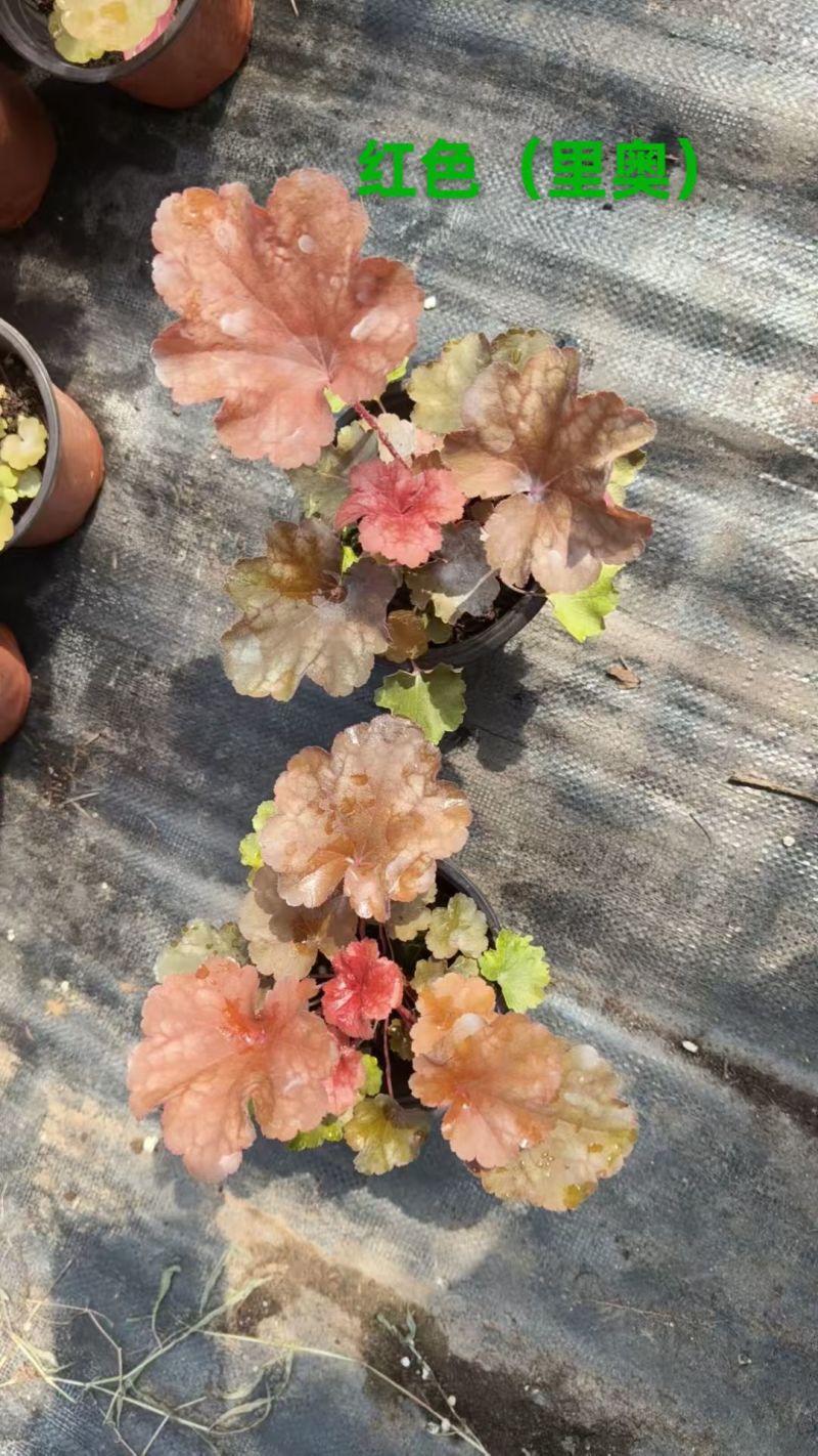 100万优质矾根清棚处理，矾根基地直发