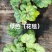 100万优质矾根清棚处理，矾根基地直发