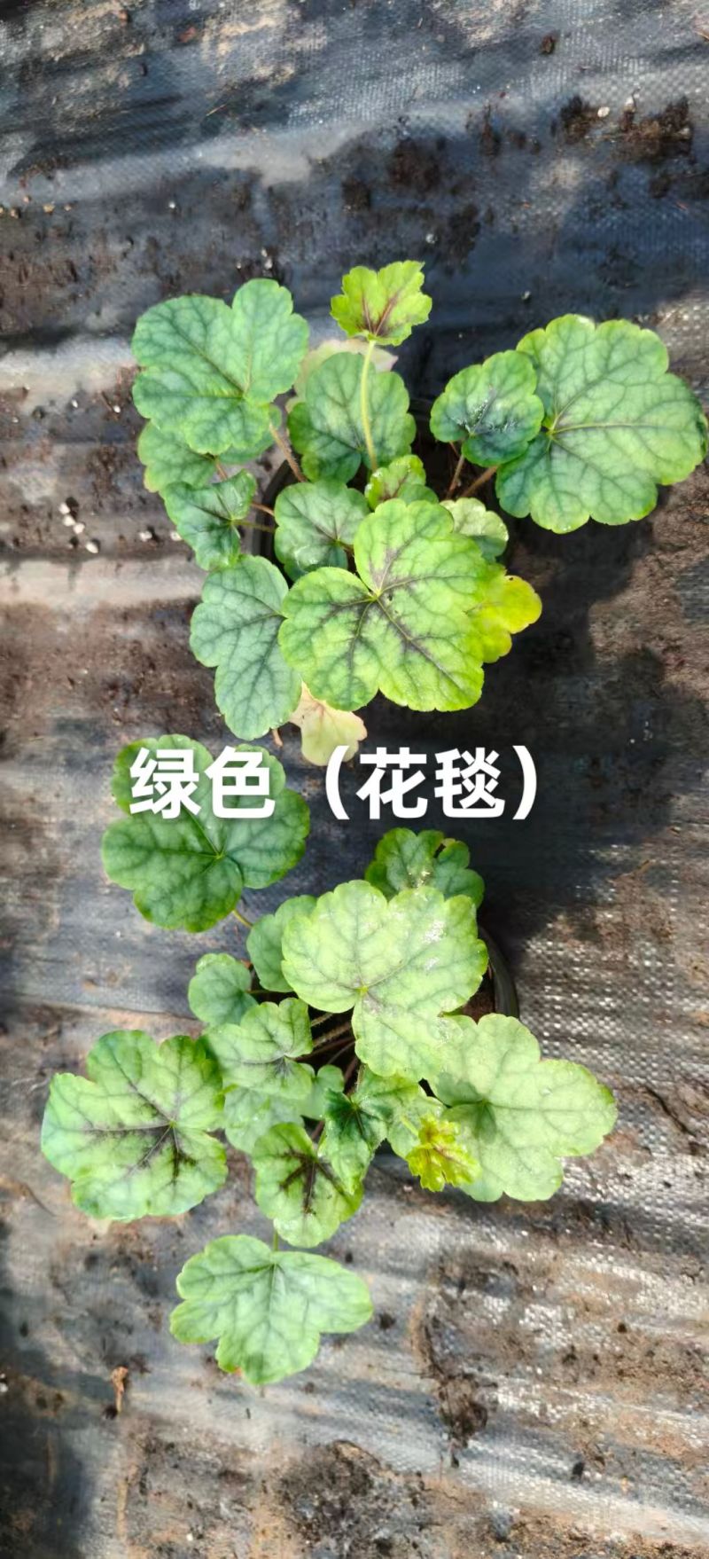 100万优质矾根清棚处理，矾根基地直发