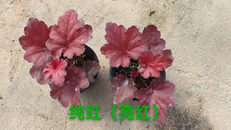 100万优质矾根清棚处理，矾根基地直发