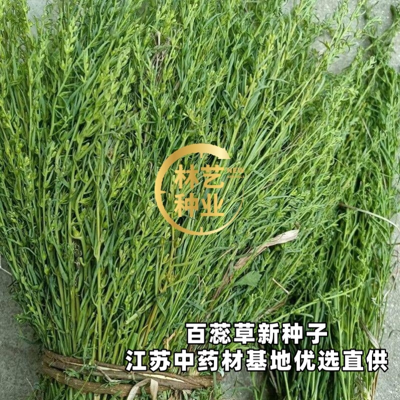 中药材百蕊草种子百乳草细须草青龙草提供视频看货