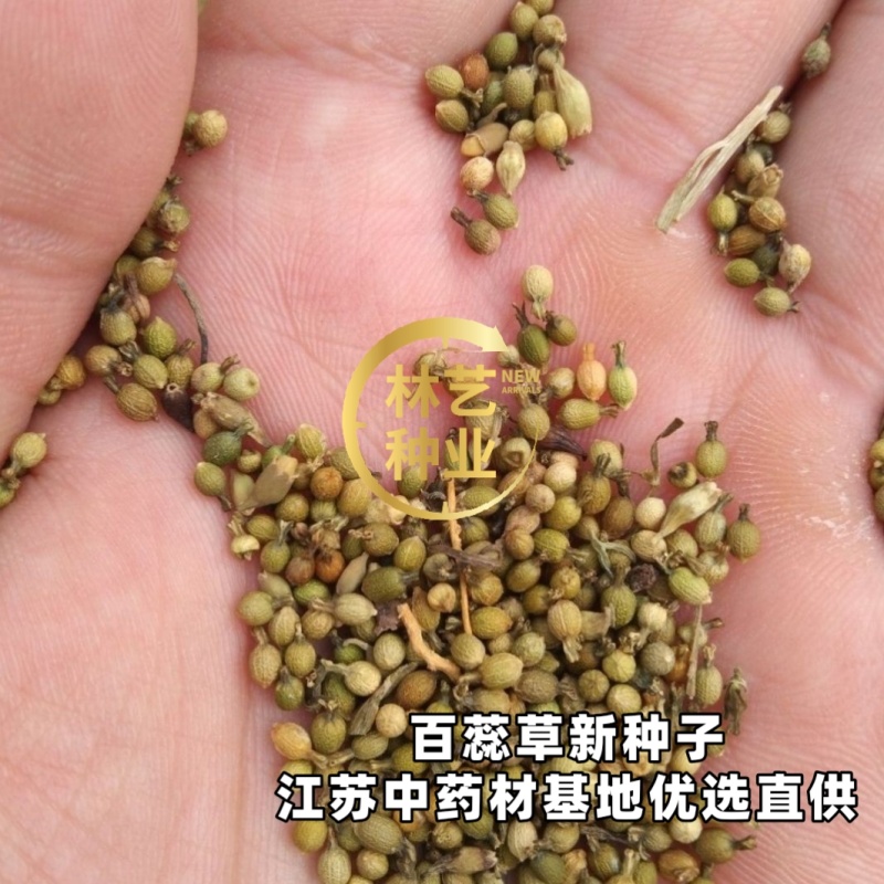 中药材百蕊草种子百乳草细须草青龙草提供视频看货