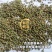 中药材百蕊草种子百乳草细须草青龙草提供视频看货