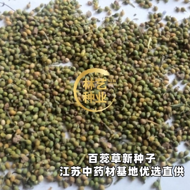 中药材百蕊草种子百乳草细须草青龙草提供视频看货