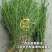中药材百蕊草种子百乳草细须草青龙草提供视频看货