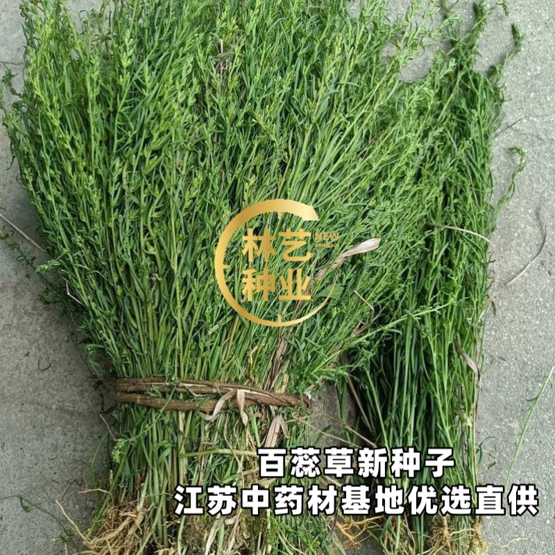 中药材百蕊草种子百乳草细须草青龙草提供视频看货