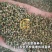 中药材百蕊草种子百乳草细须草青龙草提供视频看货
