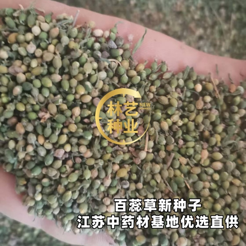 中药材百蕊草种子百乳草细须草青龙草提供视频看货