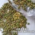 中药材百蕊草种子百乳草细须草青龙草提供视频看货