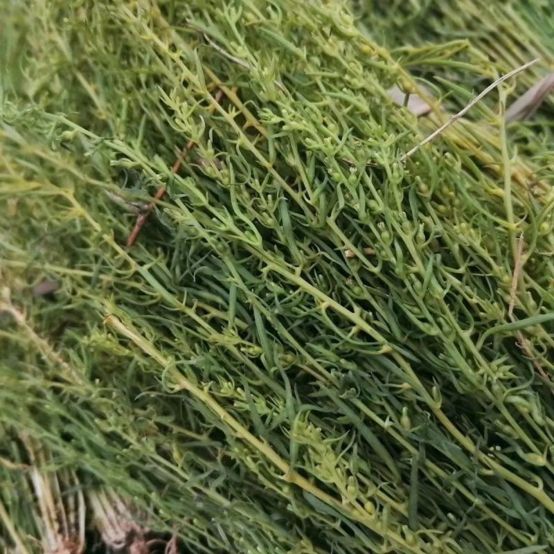 中药材百蕊草种子百乳草细须草青龙草提供视频看货