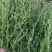中药材百蕊草种子百乳草细须草青龙草提供视频看货
